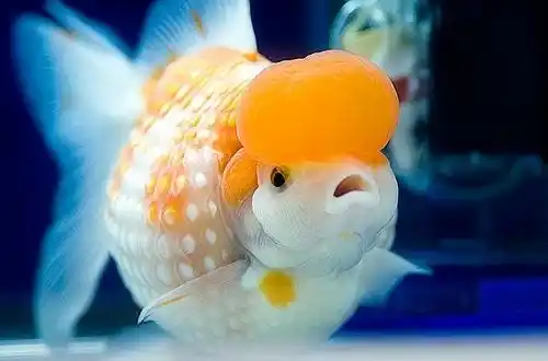 ماهی Goldfish اکواریوم شیراز