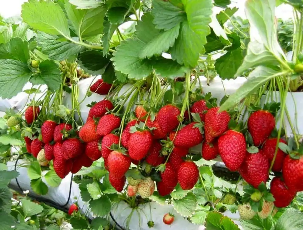 پرورش توت فرنگی به روش هیدروپونیک در استان فارس